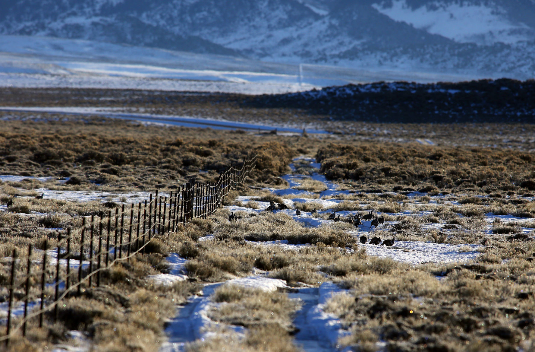 Sage Grouse Eat Dirt